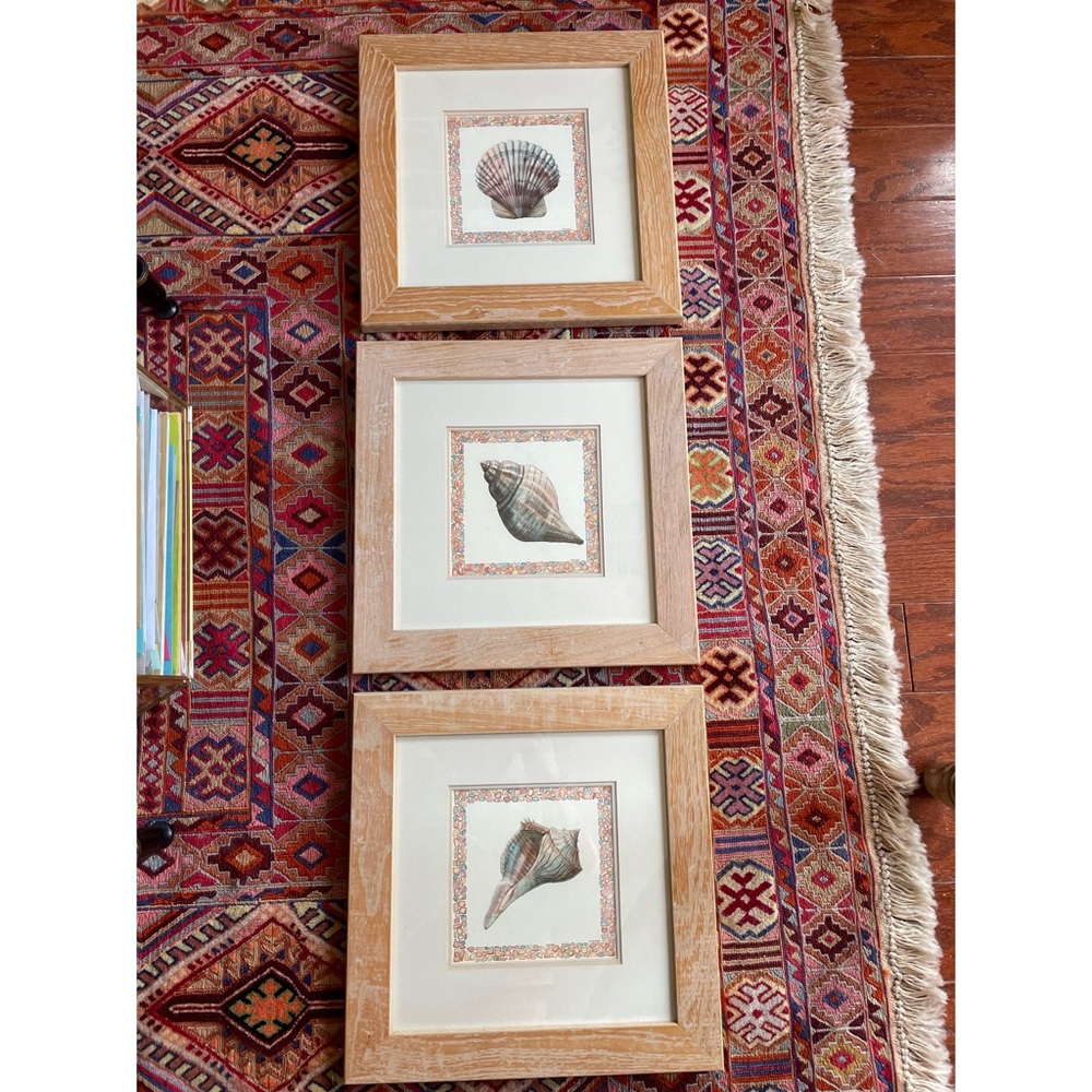 Framed Sea Shell Prints! 11.5 by 11.5